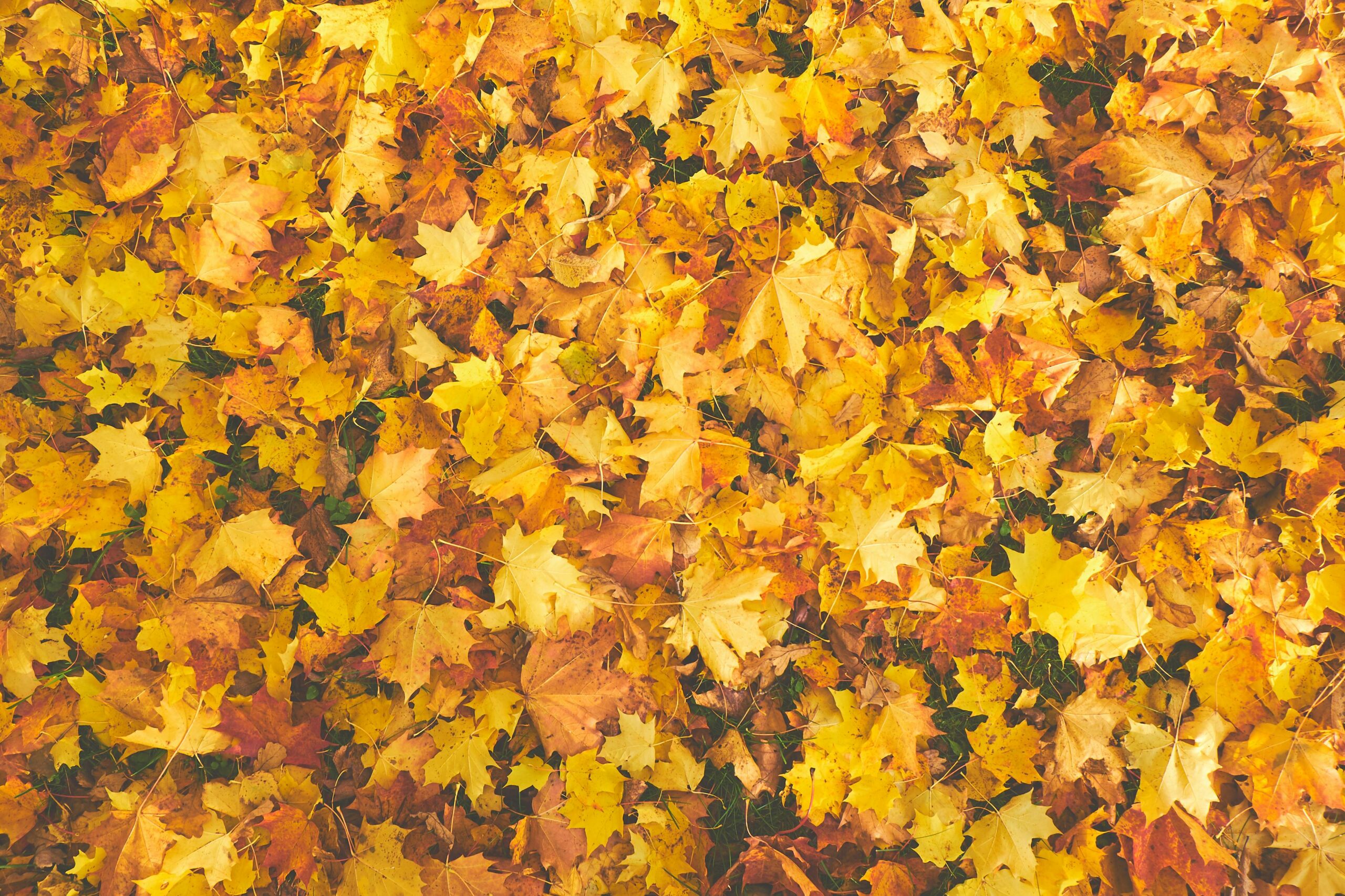Colorful autumn leaves representing Fall Injury Prevention